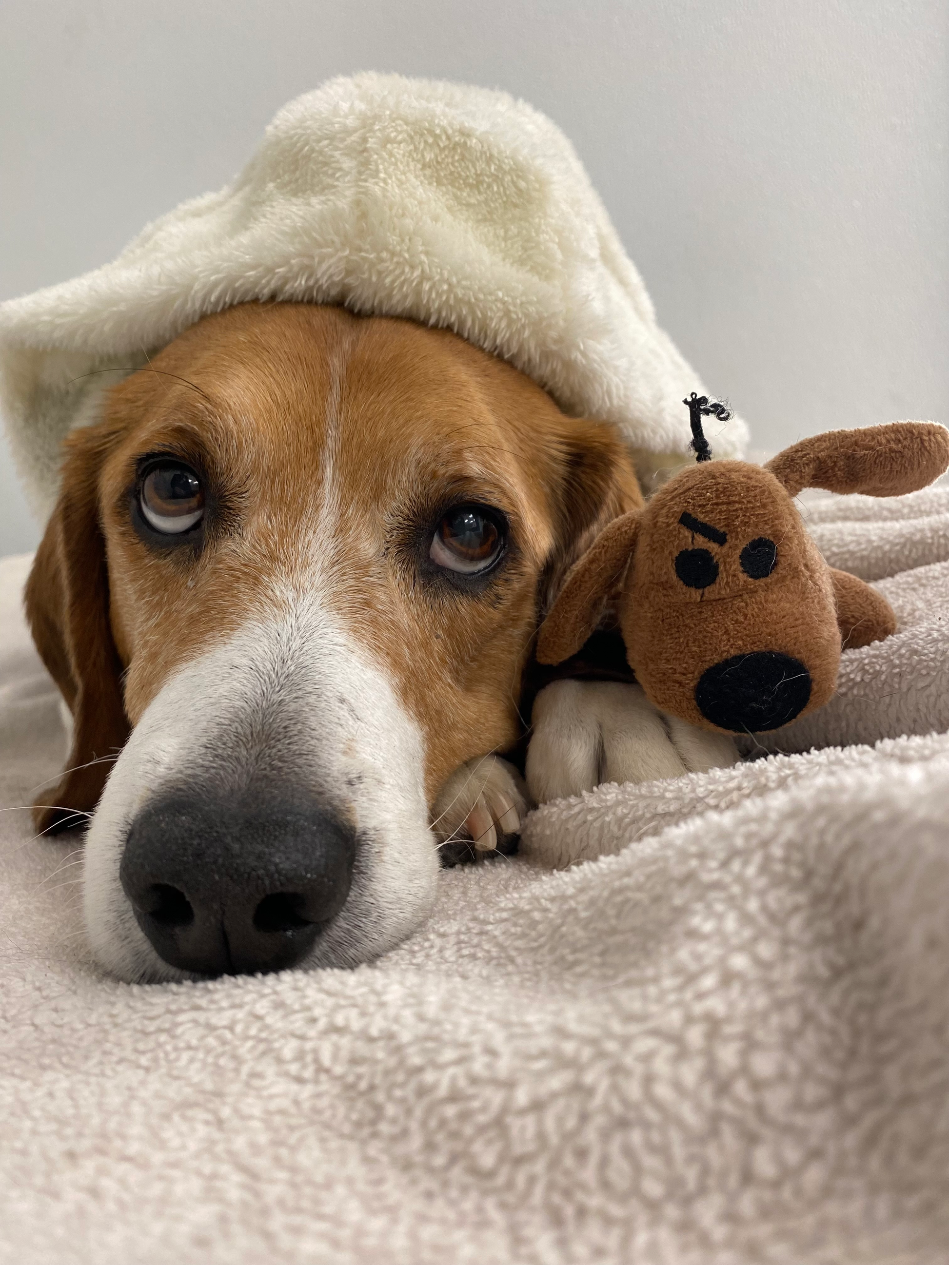 Cold Nose, Warm Heart Candle