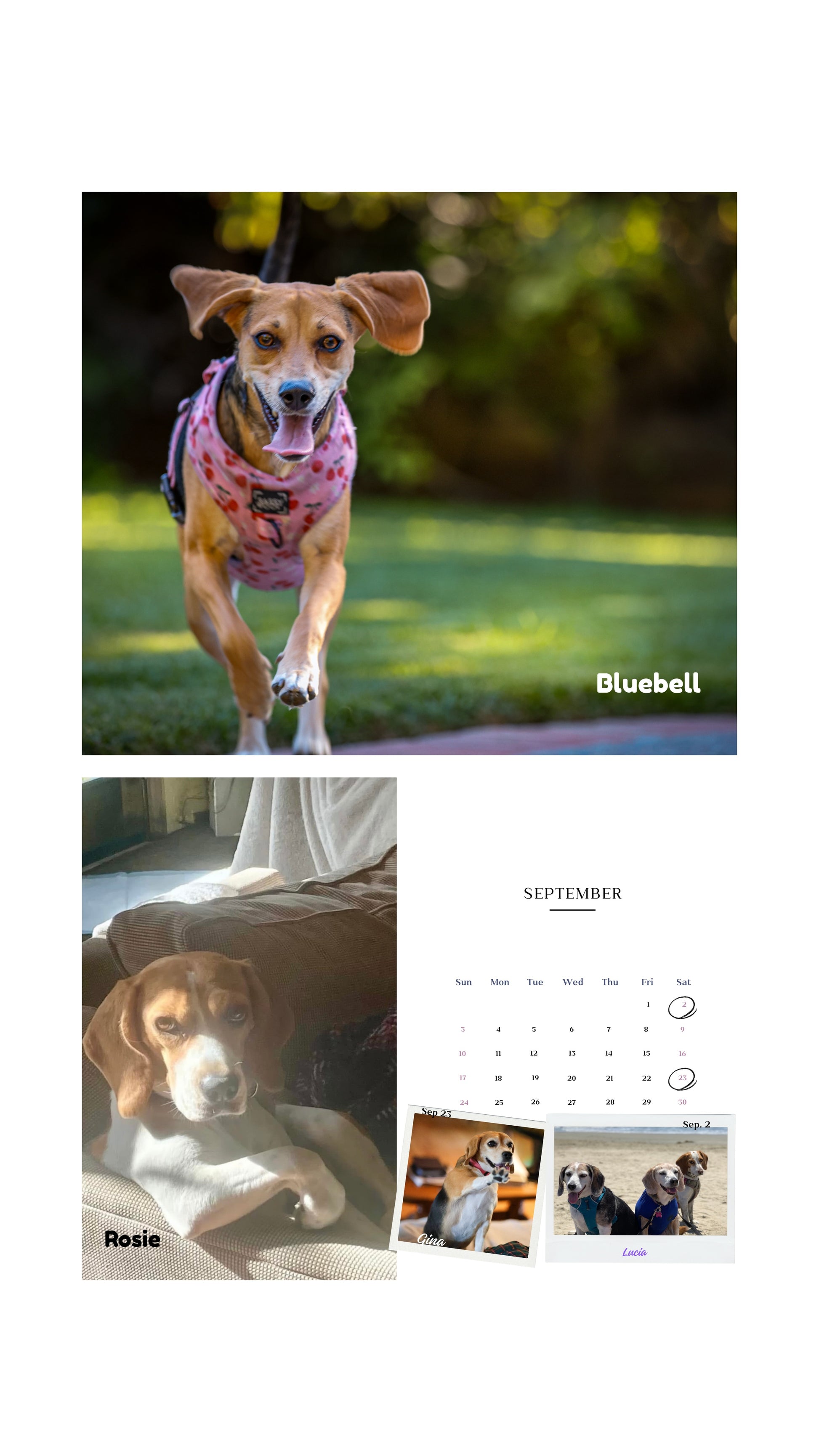 2026 Cage to Couch Calendar